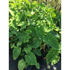 Gölevez Fil Kulağı Kolakas Alokasya Alocasia Bitkisi 100-110 Cm