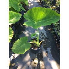 Gölevez Fil Kulağı Kolakas Alokasya Alocasia Bitkisi 100-110 Cm