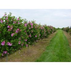 Hatmi Ağaç Fidanı Hibiscus Syriacus 300-350 Cm