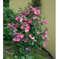 Hatmi Ağaç Fidanı Hibiscus Syriacus 450-550 Cm