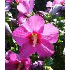 Hatmi Ağaç Fidanı Hibiscus Syriacus 300-350 Cm