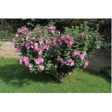 Hatmi Ağaç Fidanı Hibiscus Syriacus 450-550 Cm