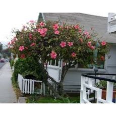 Hatmi Ağaç Fidanı Hibiscus Syriacus 450-550 Cm