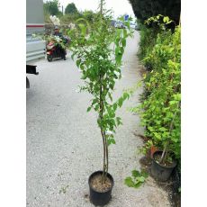 Havlu püskülü Fidanı Keçi Sakalı Deutzia Gracilis 140-150 Cm