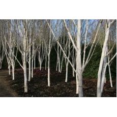 Huş Ağacı Fidanı Betula Alba 500 Cm