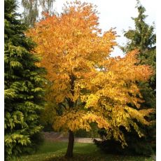 Huş Ağacı Fidanı Betula Alba 300 Cm