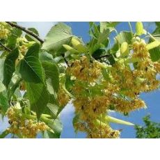 ıhlamur Fidanı Gümüşi ıhlamur Tilia Tomentosa 60-70 Cm Boyu