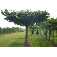 ıhlamur Fidanı Gümüşi ıhlamur Tilia Tomentosa 10-15 Cm