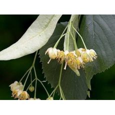 ıhlamur Fidanı Gümüşi ıhlamur Tilia Tomentosa 10-15 Cm