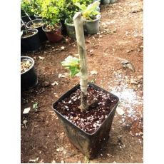 ıhlamur Fidanı Aşılı Tilia Tomentosa 80-100 Cm