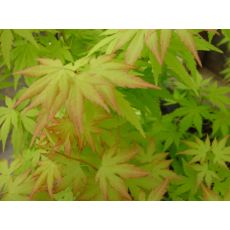 japon Akçaağacı Acer palmatum sango kaku 140-160 Cm