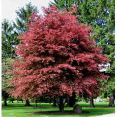 Kayın Ağacı Fidanı Aşılı Fagus Sylvatica Purpurea 40-60 Cm