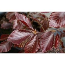 Kayın Ağacı Fidanı Aşılı Fagus Sylvatica Purpurea 40-60 Cm