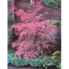 Kayın Ağacı Fidanı Aşılı Yaprağı Üç Renkli Fagus Sylvatica Purpurea Tricolor