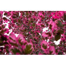 Kayın Ağacı Fidanı Aşılı Yaprağı Üç Renkli Fagus Sylvatica Purpurea Tricolor