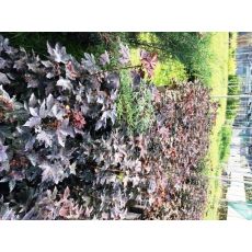 Kırmızı Çınar Yapraklı Akcaagaç Acer platanoides Crimson Sentry 25-35 Cm