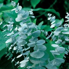 Okaliptus Ağacı Sıtma Ağacı oukiuptsus gummi 125-150 Cm