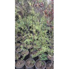 Salkım Söğüt Salix Babylonica 100-120 cm