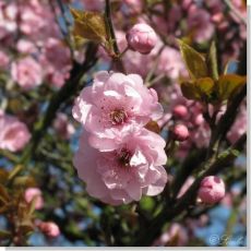 Süs Kirazı Sakura Fidanı Prinus Serrulata Kanzan 250-275- Cm Gövde Çevresi 14-16 cm