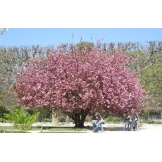 Süs Kirazı Sakura Fidanı Prinus Serrulata Kanzan 200-220 Cm