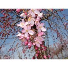 Süs Kirazı Sakura Prinus Serrulata Kanzan 220-250 Cm Gövde Çevresi 18-20 cm