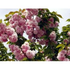 Süs Kirazı Sakura Prinus Serrulata Kanzan 220-250 Cm Gövde Çevresi 18-20 cm