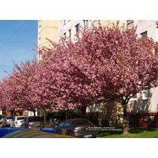 Süs Kirazı Sakura Fidanı İthal Prinus Serrulata Kanzan 200-250 Cm