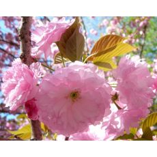 Süs Kirazi Sakura Fidanı Prinus Serrulata Kanzan 220-250 Cm