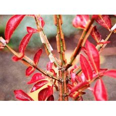 Yanar Çalı Euonymus Alatus 