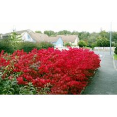 Yanar Çalı Yaprak Döken Taflan Euonymus Alatus 110-130 Cm