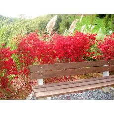 Yanar Çalı Yaprak Döken Taflan Euonymus Alatus 110-130 Cm