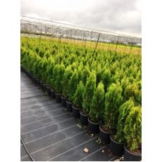 Altuni Piramit Mazı Thuja Orientalis Pyramidalis 60-80 Cm