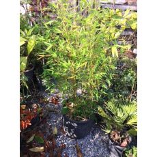 Bambu Fidanı Bambu Ağacı Phyllostachys Pubescens 250-300 Cm