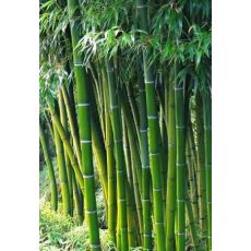 Bambu Fidanı Bambu Ağacı Phyllostachys Pubescens 250-300 Cm