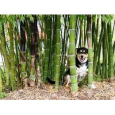 Bambu Fidanı Bambu Ağacı Phyllostachys Pubescens 100-120 Cm