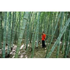 Bambu Fidanı Bambu Ağacı Phyllostachys Pubescens 6-7 Metre