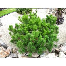 Bodur Fıstık Çamı İthal Pinus Mugo