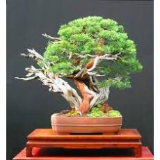 Bodur Fıstık Çamı İthal Pinus Mugo