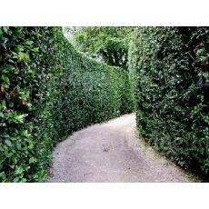 Defne Ağacı Fidanı Lauris Nobilis 60-80 Cm