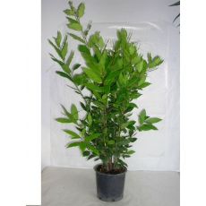 Defne Ağacı Fidanı Lauris Nobilis 60-80 Cm