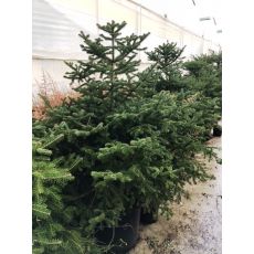 Doğu Karadeniz Göknarı Köknarı Abies nordmanniana 150-175 Cm