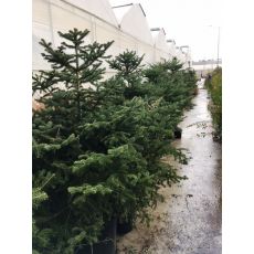 Doğu Karadeniz Göknarı Köknarı Abies nordmanniana 150-175 Cm