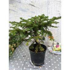 Yılbaşı Ağacı Doğu Karadeniz Göknarı Köknarı Abies nordmanniana 40-60 Cm