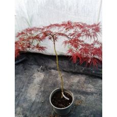 japon Akçaağacı Tijli Acer Palmatum Dissectum 