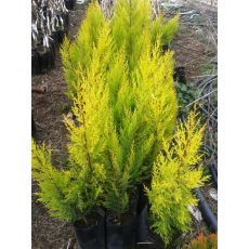 Limoni Servi  Limoni Selvi  Cupressus Macrocarpa Goldcrest  35-45 Cm