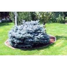 Mavi Ladin Fidanı Ağacı Bodur İthal Picea Pungens Glauca Globosa Nana 45-50 Cm çapı