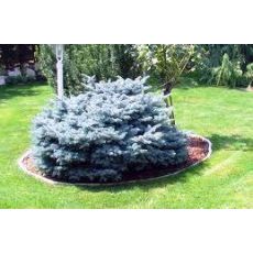 Mavi Ladin Fidanı Ağacı Bodur İthal Picea Pungens Glauca Globosa Nana 45-50 Cm çapı