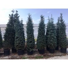 Mavi Ladin Fidanı Ağacı Yerli Picea Pungens Hopsii 225-250 Cm