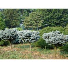 Mavi Ladin Fidanı Ağacı  İthal Tijli Picea Pungens Hoopsi Glauca Globosa 120-130 Cm