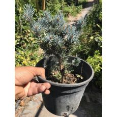 Mavi Göknar Fidanı Aşılı Abies Glauca 20-25 Cm 